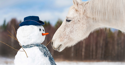 Pferd beschnuppert Schneemann